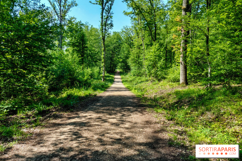 Balade nature dans la forêt de Montmorency, nos photos