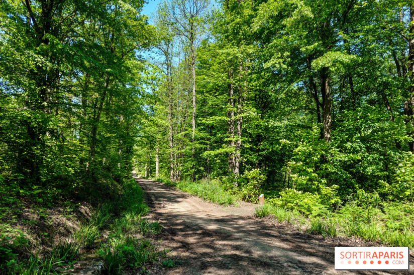 Balade nature dans la forêt de Montmorency, nos photos