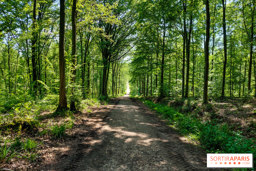 Balade nature dans la forêt de Montmorency, nos photos