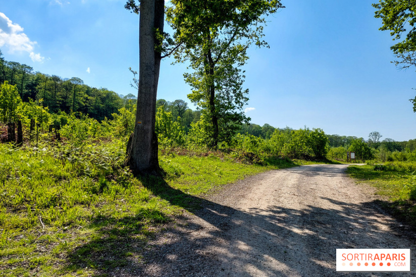 Balade nature dans la forêt de Montmorency, nos photos