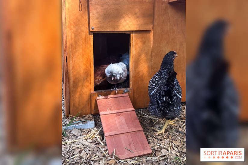 La ferme de la Villette et ses animaux