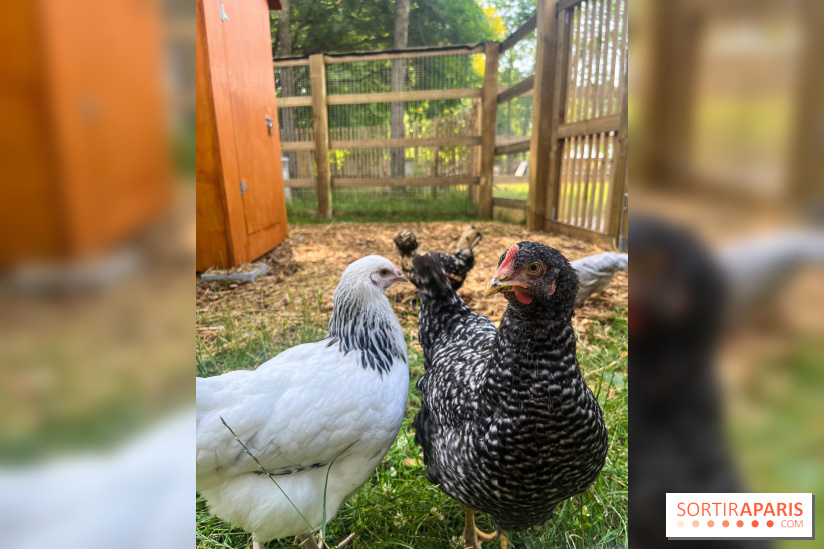 La ferme de la Villette et ses animaux