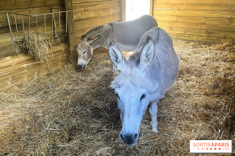 La ferme de la Villette et ses animaux