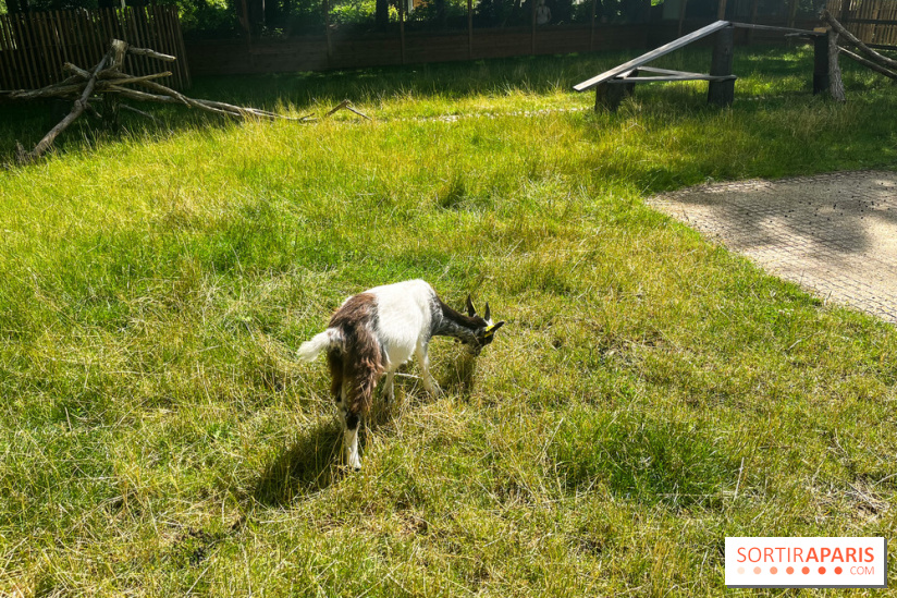 La ferme de la Villette et ses animaux