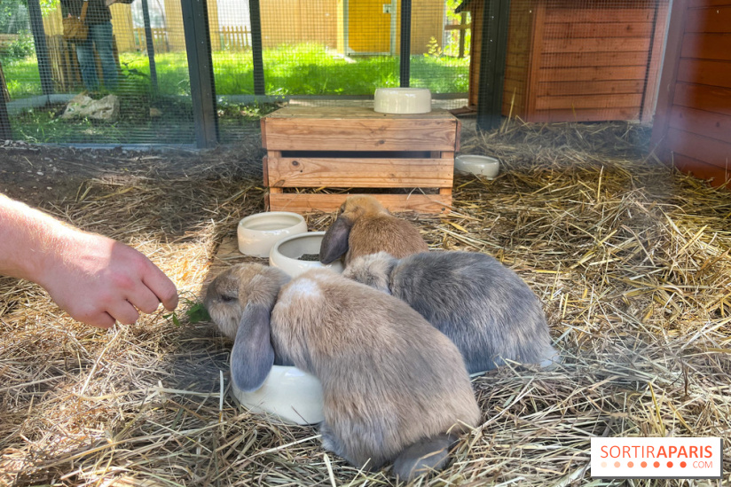 La ferme de la Villette et ses animaux