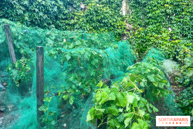 Vignes vendanges - visuels - image00016