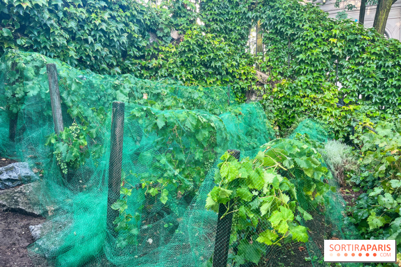 Vignes vendanges - visuels - image00018