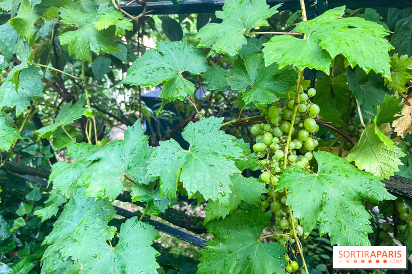 Vignes vendanges - visuels - image00019