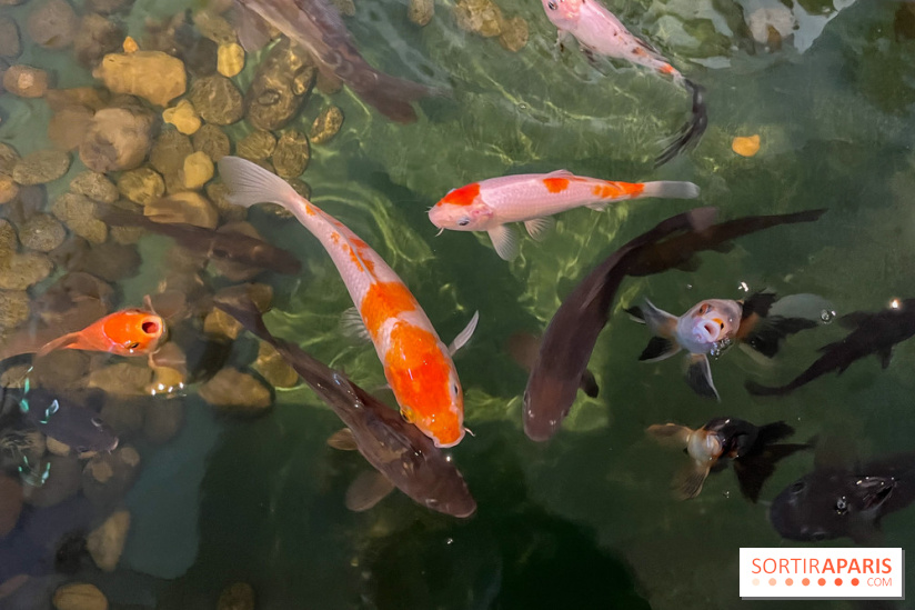 La Maison de la Pêche et de la Nature - image00031