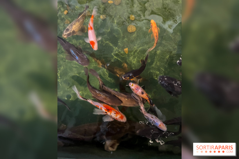 La Maison de la Pêche et de la Nature - image00029