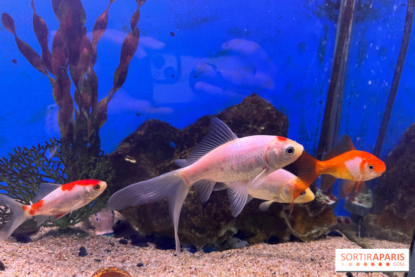 La Maison de la Pêche et de la Nature - image00014