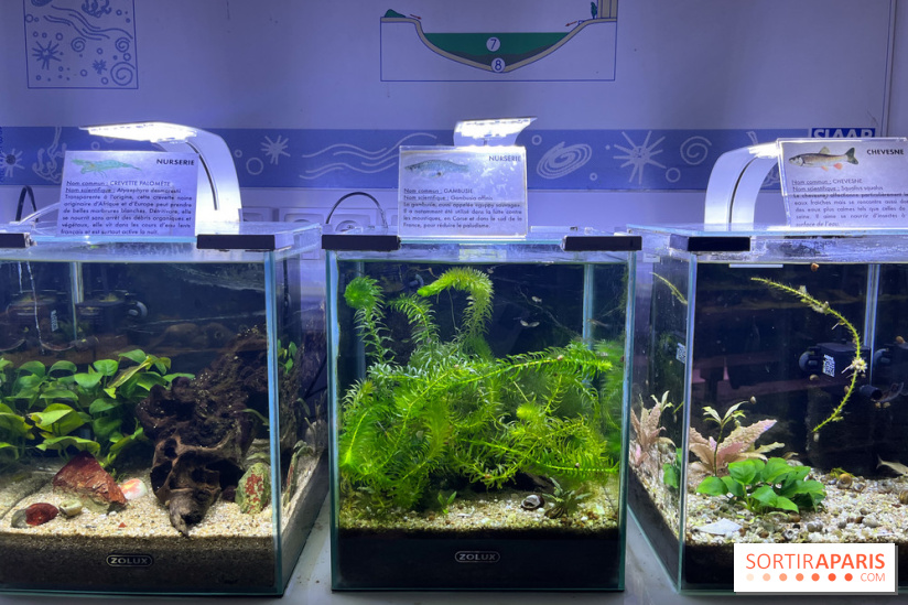 La Maison de la Pêche et de la Nature - image00016