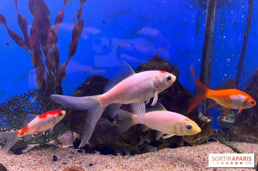 La Maison de la Pêche et de la Nature - image00017