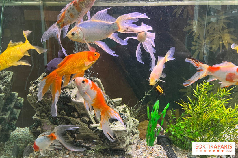 La Maison de la Pêche et de la Nature - image00003