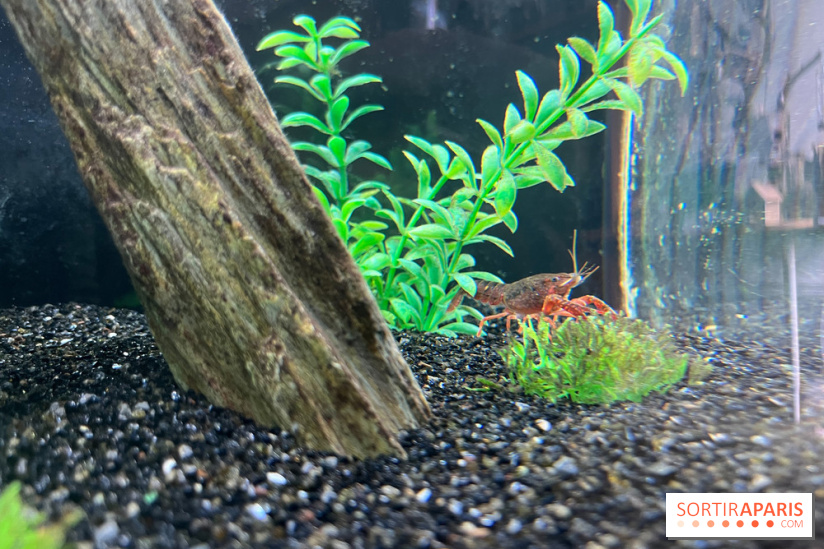 La Maison de la Pêche et de la Nature - image00005