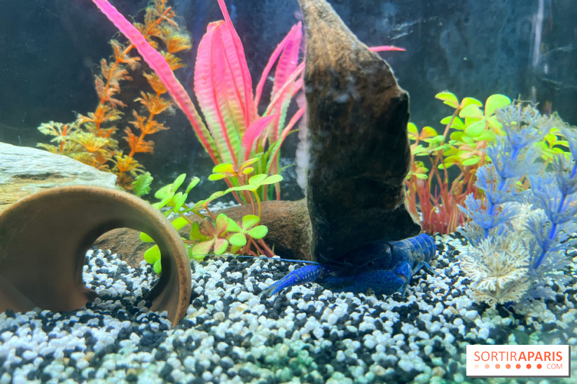 La Maison de la Pêche et de la Nature - image00007