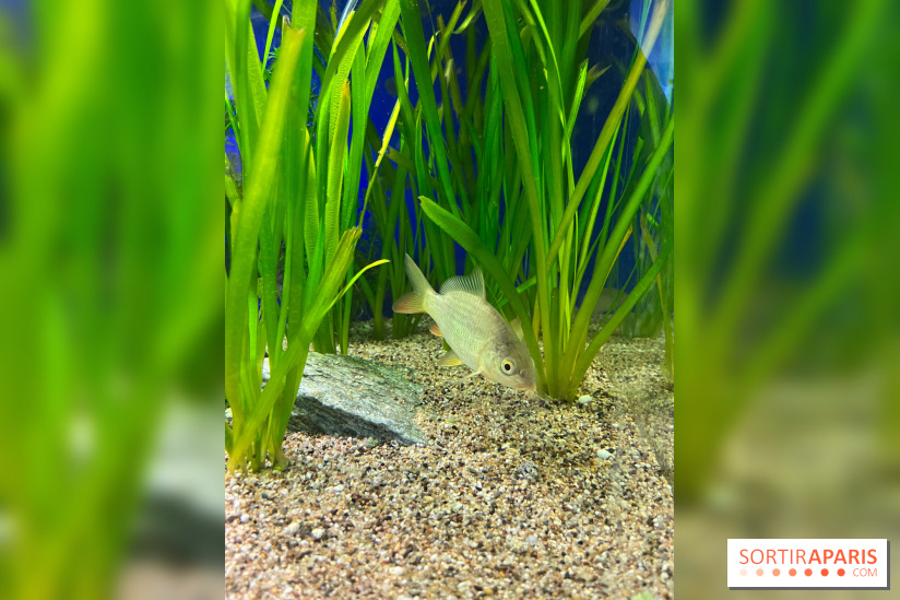 La Maison de la Pêche et de la Nature - image00013