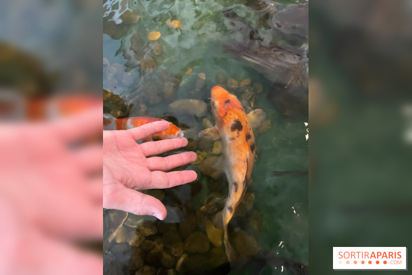 La Maison de la Pêche et de la Nature - image00001