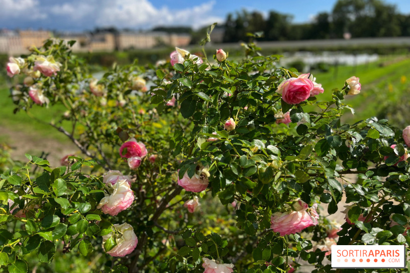 Potager du Roi - IMG 4189
