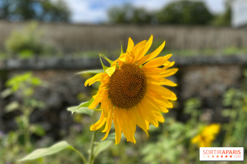 Potager du Roi - IMG 4191