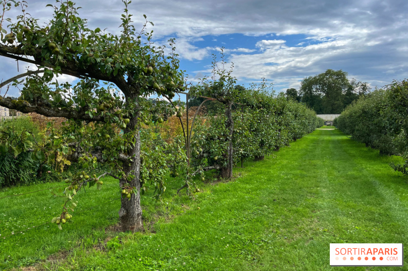 Potager du Roi - IMG 4211