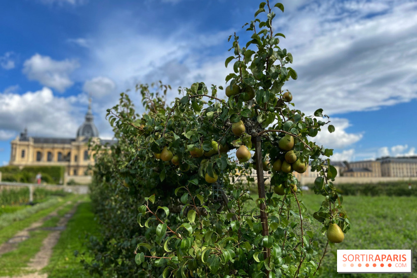 Potager du Roi - IMG 4213