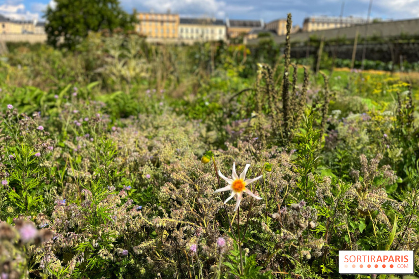 Potager du Roi - IMG 4237