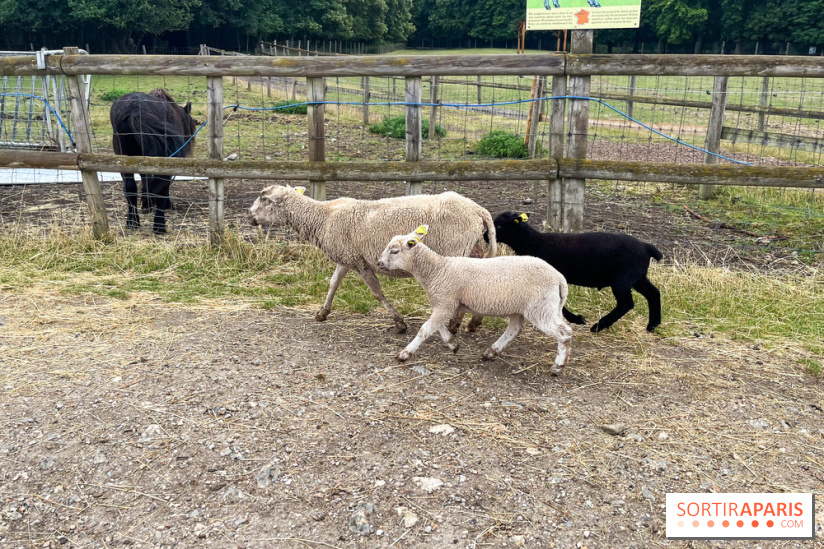 La ferme de Saint-Cyr l'Ecole - image00041
