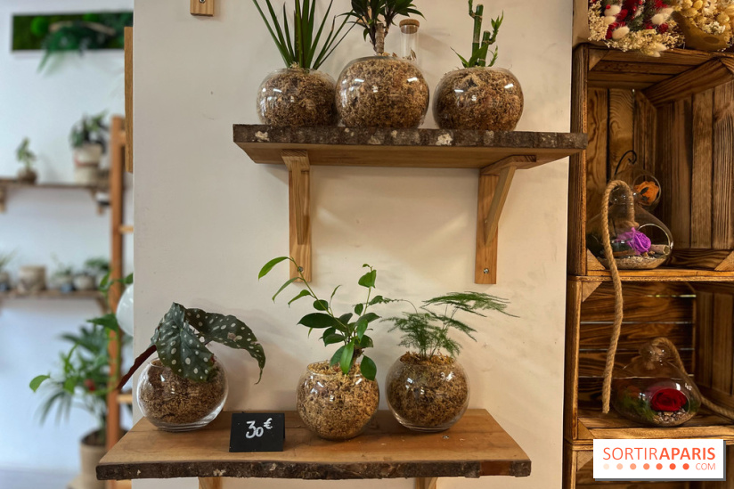 Boby la Plante - IMG 4329