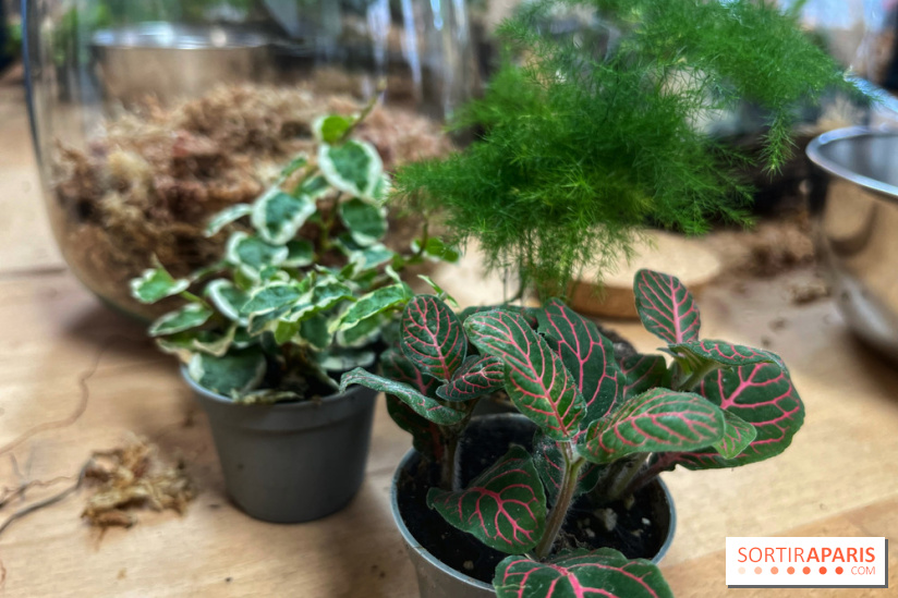 Boby la Plante - IMG 4342