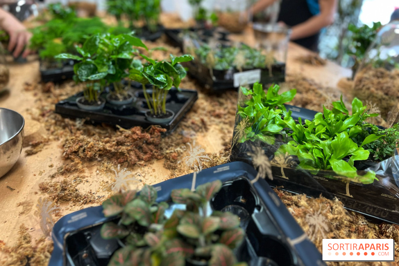 Boby la Plante - IMG 4343