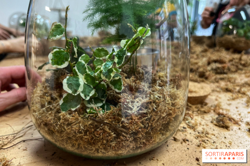 Boby la Plante