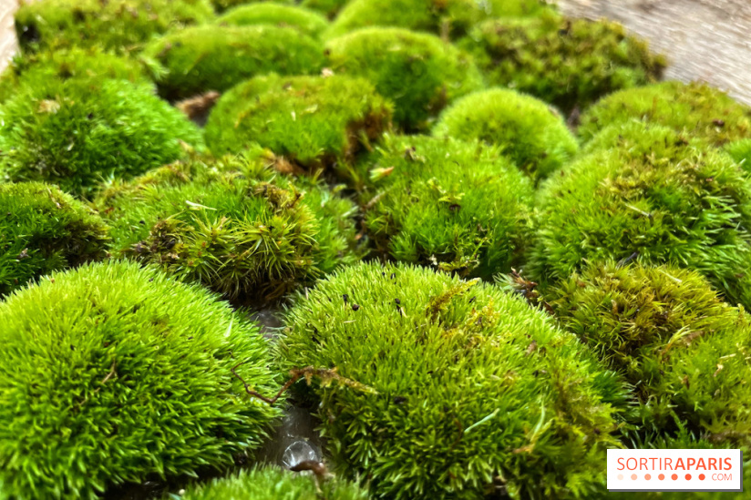 Boby la Plante - IMG 4345