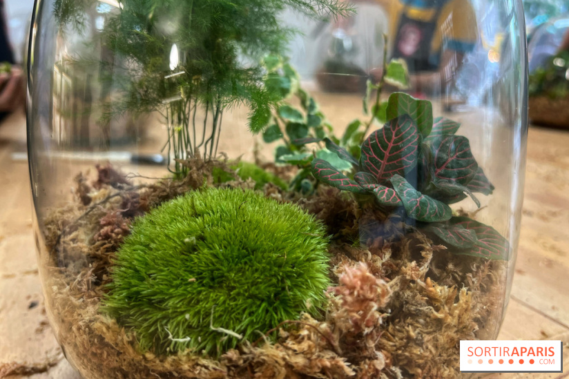 Fabriquer son terrarium avec le kit Boby la plante 💚 - Lucky Sophie blog  famille voyage