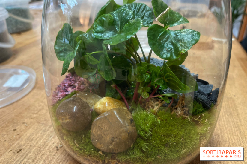 Boby la Plante - IMG 4351