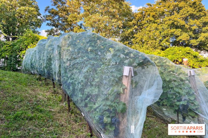 Vignes de Belleville - image00003