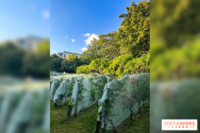 Vignes de Belleville - image00004