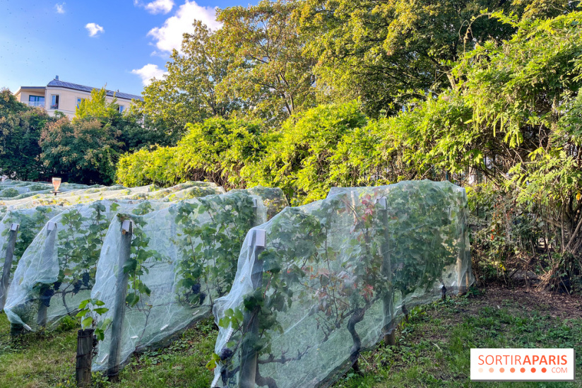 Vignes de Belleville - image00005