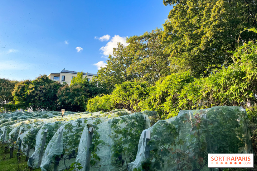 Vignes de Belleville - image00006