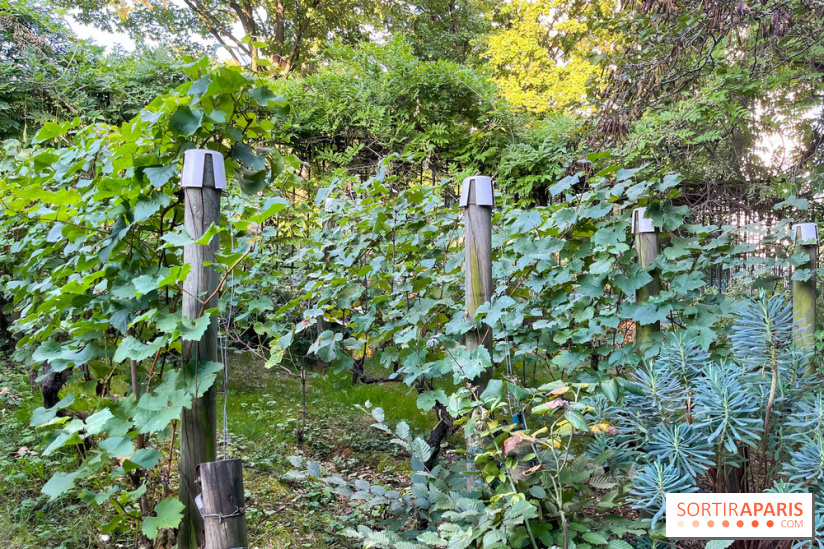 Vignes de Belleville