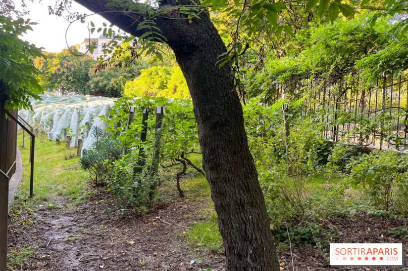 Vignes de Belleville - image00009