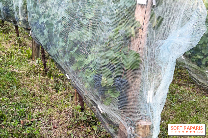 Vignes de Belleville - image00001