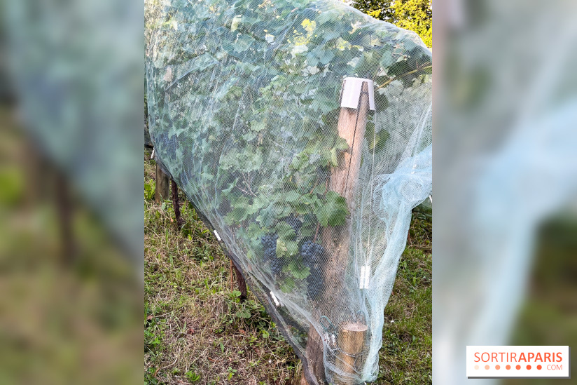 Vignes de Belleville - image00002