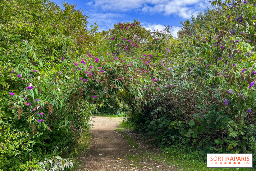 L'étang de la Galiotte dans le parc du Peuple de l'Herbe - Carrières-sous-Poissy (Yvelines)