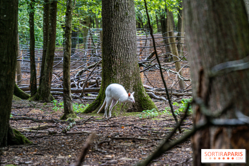 Le village de Janvry en Haute Vallée de Chevreuse  -  A7C0015