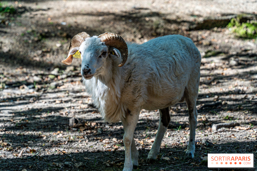 Le village de Janvry en Haute Vallée de Chevreuse  -  A7C0060