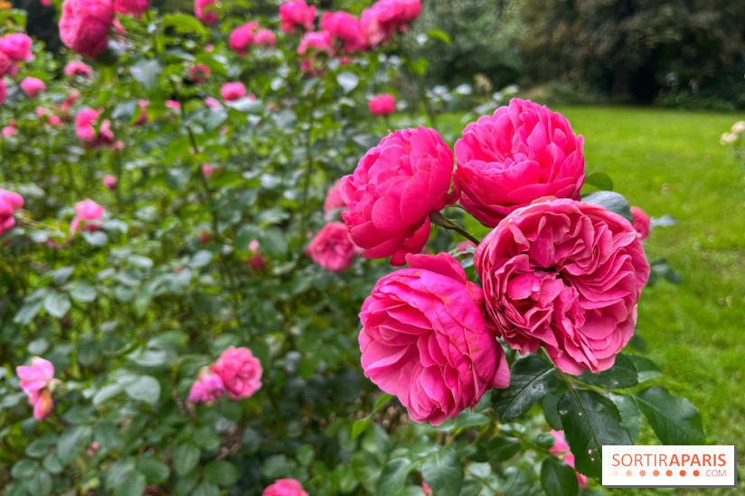 Provins, cité médiévale - IMG 4693