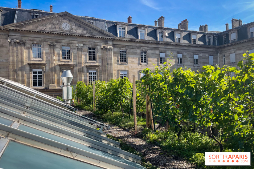 Vignoble Hôtel de Ville - IMG 9234