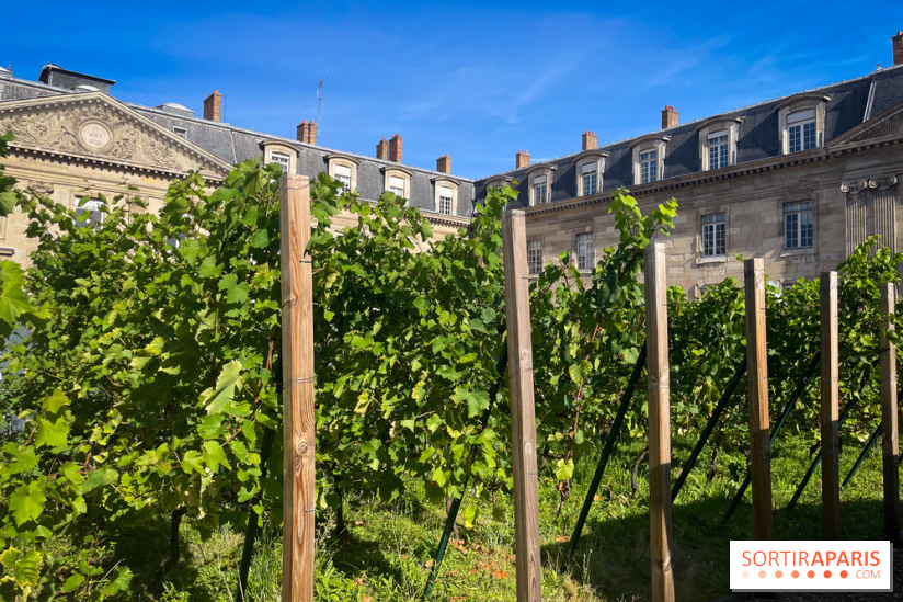 Vignoble Hôtel de Ville