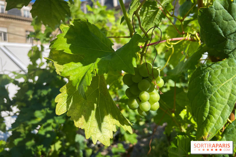 Vignoble Hôtel de Ville